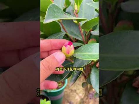 茶花擋煞|【茶花擋煞】「茶花擋煞攻略！門前種茶花，招財納氣，生旺家運。